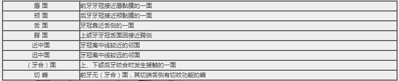 牙體解剖的應(yīng)用名詞及解剖標志