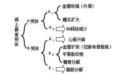 激動(dòng)腎上腺受體作用