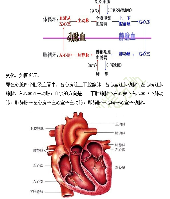 2019年臨床助理醫(yī)師心血管系統(tǒng)16個高頻考點速記！