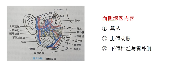 口腔解剖生理學(xué)