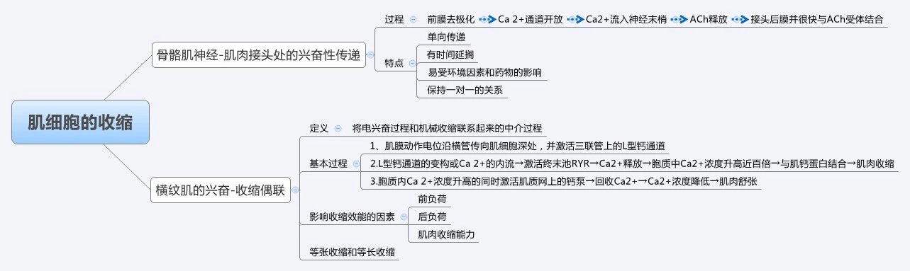 肌細胞的收縮