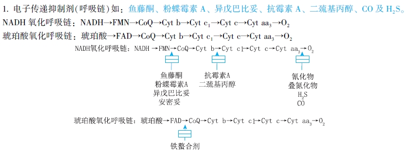 氧化磷酸化的調(diào)節(jié)