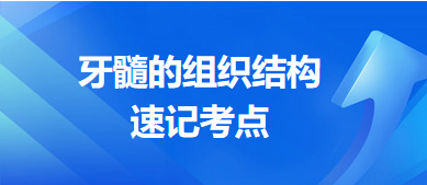 牙髓的組織結(jié)構(gòu)